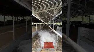 Advance cleaning system in cattle farm ll flushing system #manurehandling #manuremanagement #slurry
