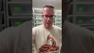 Mimosa and Red Factor in Cornsnakes Explained | Future-Morphs