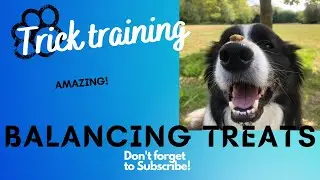 Balancing Treats - Dog Trick Training! (AMAZING TRICK!)