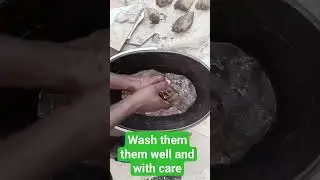 This is why i bath my SNAILS #snail #natural #nature #farming #farmer #farm #agriculture  #animal