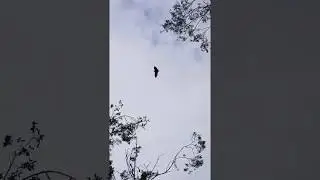 Urban Black Flying Fox colony (fruitbat)