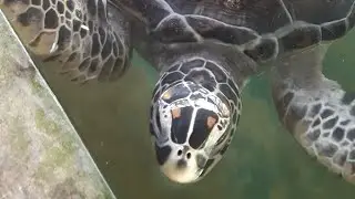 sea turtles are playing each others.They are really friendly sea turtles #shorts #love #seaturtles