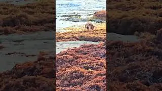 Golden retriever cools off Xcalacoco Beach Playa del Carmen Mexico tropical Caribbean pet dog life