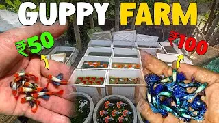 My Guppy Fish Farm Update | Sd Fish Farm