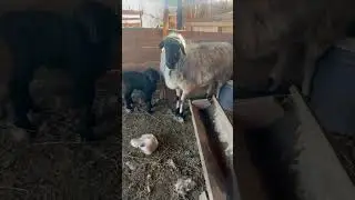 Respect #ферма #фермерскоехозяйство #фермер #бараны #farmer #farm #respect #shorts
