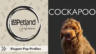 Cockapoo Breed Facts