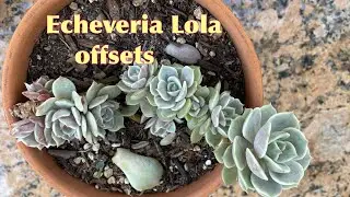 How to Separate and Propagate Succulent Baby Offsets from the Stem