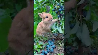 Cute Bunny eating Berries 🍒 #shorts #bunny #rabbit #cuteanimalvideos