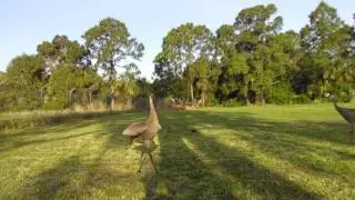 Polina the Sandhill Crane Dancing