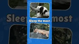 You Won't Believe Which Animal Sleeps 23 Hours a Day!