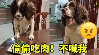 仔仔：装什么装？！…不给吃就算！…#萌宠趣味生活记录 #我家毛孩子