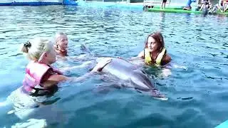 Dolphin Park - Swimming with Dolphins - Marmaris