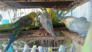 🌿 9 minutos de paz 🕊️ periquitos fofos e incríveis para relaxar 😌✨ #relaxamento #periquitos #aves