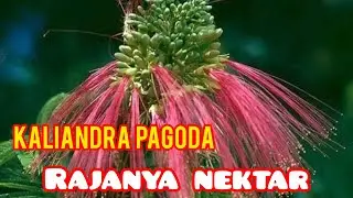 Bunga kaliandra full nektar dan berbunga sepanjang tahun sangat bagus untuk pakan lebah [FULL HD]