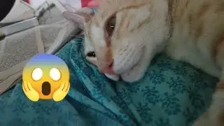 Cat Literally Sleeps with Both EYES OPEN (insane 🙀)