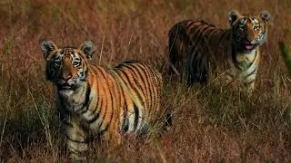 RedEarth Tadoba - 2022