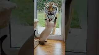 Ai New Video Tiger Fight With Cat 😸 #youtubeshorts #vfx #mrbeast #viral #freefire