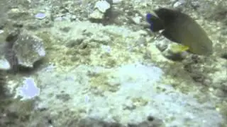 Adventures in Underwater Florida - Destin Bridge Rubble