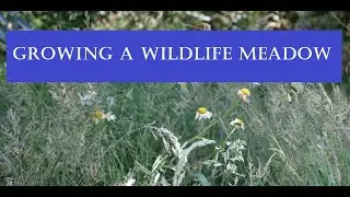 Making a wildlife meadow (grassland habitat) for pollinators, mammals and birds