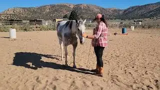 Kathy Yriarte and Macie - July 12, 2022 In Hand MasterClass with @PatrickKingHorsemanship
