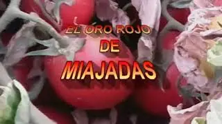 Miajadas, capital europea del tomate