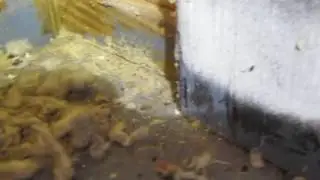 Searching for a Carpenter Ant nest, Leicester Ma. USA | Bug Bully Pest Control Grafton, Ma