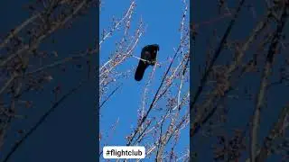 if you gotta go ya gotta go #ravens #corvids #wildlife