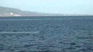 Breaching Gray Whale - AMAZING VIDEO! - Dana Wharf Whale Watching