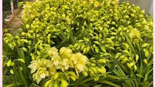 HOA LAN  TẾT SI&Ecirc;U NỤ 0394547221-0944433389 || HOA LAN NGUYỄN HẠNH