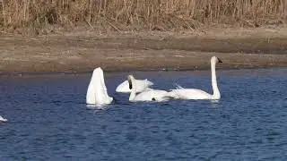 North American Tundra and Trumpeter Swans feed and preen as they gather with ducks nearby