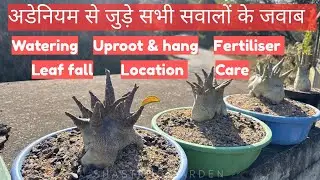 अडेनियम से जुड़े सभी सवालों के जवाब | All about adenium plants |