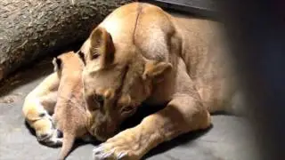 Lion Mom Imani with Cub #1 - Cincinnati Zoo