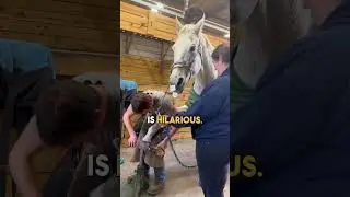 Использую скотч на лошади, чтобы отвлечь ее 🤣 🙌