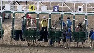 Exotic animal racing New Orleans