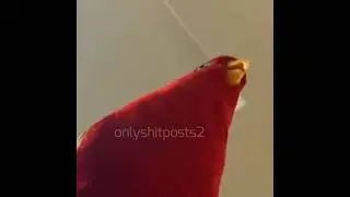 shittpost status #3