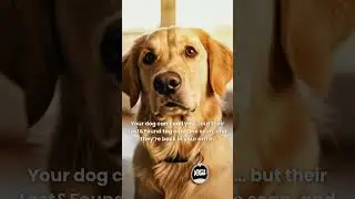 📱 Your Dog Can&rsquo;t Call You&hellip; But Their Tag Can! #LostAndFoundTag #PetSafety #SmartDogTag #PetParents