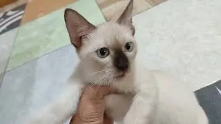 Why My Siamese Kitten Follows Me Everywhere - Tina Won't Let Me Go Today!