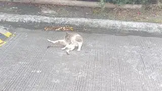 Gorgeous Cat #amazing #Trending #Viral #Viralcat #trendingcats 