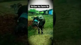 #deri farm gav ki desi farm 🐃 vilog video #valog Short