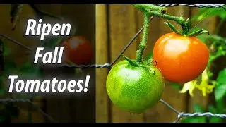 How To Ripen Your Green Fall Tomatoes - Two Easy Ways! (2019)
