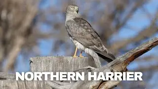 Cherry Creek State Park Northern Harriers
