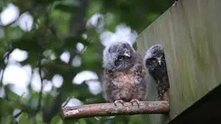 New Zealand Ruru (Morepork) Native Owls testing their environment