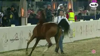 N.112 NAGMA ALMEYDAN - KPAHS Purebred Show 2023 - Fillies 2 Years Old (Class 2C).mp4