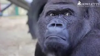 Our handsome silverback, Kifu turns 31!