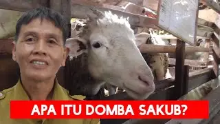 Sekilas Tentang Domba Sakub yang Berkembangbiak di Pandansari dan Wanareja Brebes