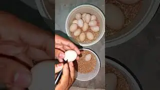 How to hatch chicken eggs in an incubator #farming #experiment #vlog #hatchingeggs