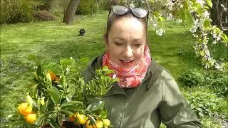 Kupiłam w Biedronce drzewko pomarańczy #orangeflower