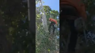 Harrison Tree Service