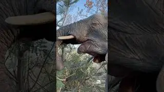 Munch time for Khanyisa with her elephant and human herds by her side🌿