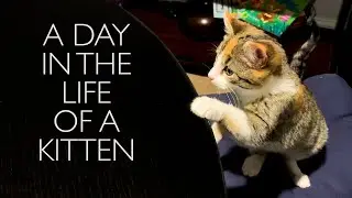 A day in the life of a kitten - Kitten's first day home!